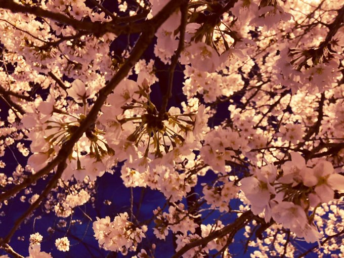 夜桜 高画質 のtwitterイラスト検索結果 古い順