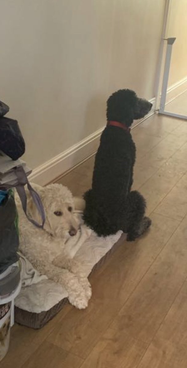 _GoldenDoodle2's tweet photo. Can I share your bed please sis? @_GoldenDoodle1 https://t.co/KduUsCOYSa