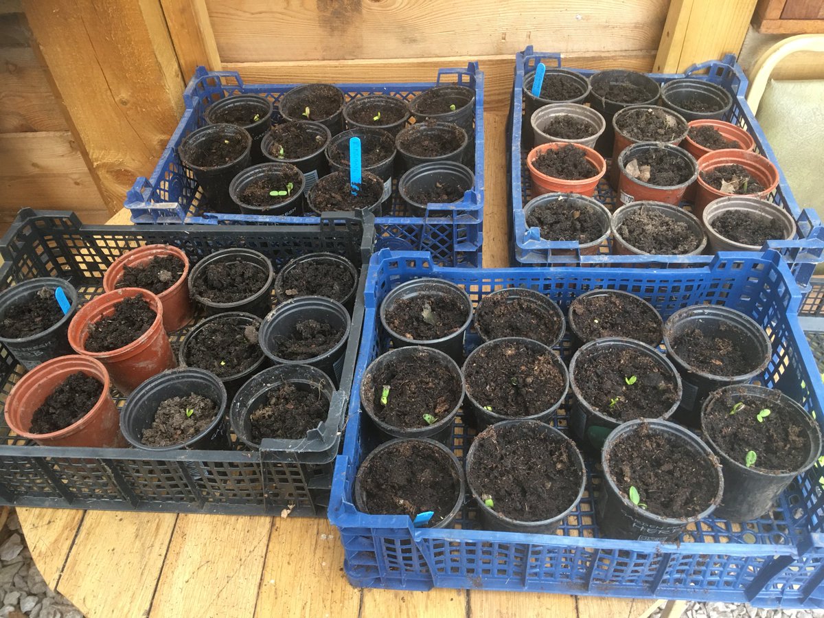 ForestHarvest's tweet photo. #Sunflowers for #ukraine planted and starting to come through, varieties like Jamie Dodger; Italian White, Pacino Gold; Russian Giant; Teddy Bear amongst others. #flowers be used in #autumn #flowerarranging #birdfeed and for #foodstoring https://t.co/Ih45WaTri6