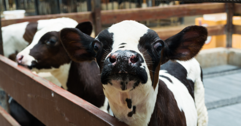 enNovillasEsp's tweet photo. El efecto de la #ERB sobre el crecimiento y el retraso de la novilla al parto 🐄 está también relacionado con una reducción de la producción de leche 🥛 durante la primera y la segunda lactación. 

Un correcto programa sanitario es fundamental para asegurar la #prevención 💉🛡