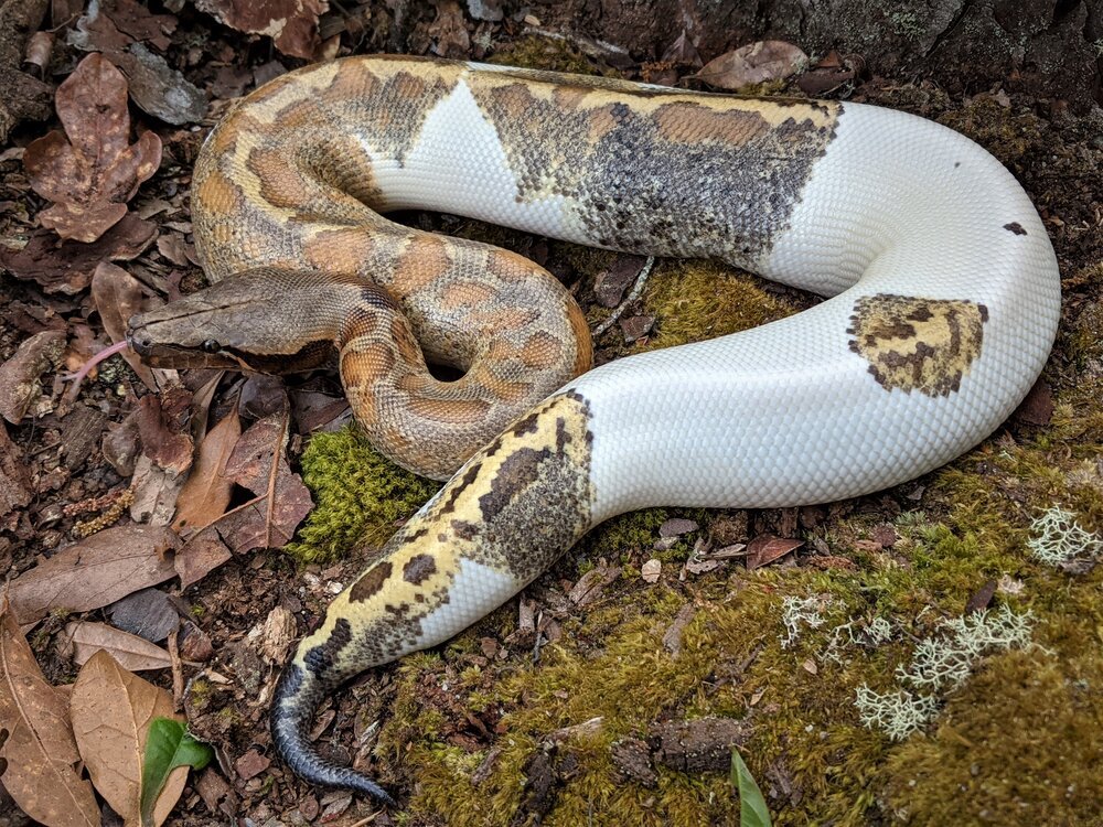 angersnake's tweet image. 自然光下の♀ブラッドパイソンパイ
写真by:Cold-Blooded Earth
10年内hetが日本に来てほしい🤣
今後真っ白なブラッドパイソン出る可能性が十分ありますね
#ブラッドパイソン
#bloodpython