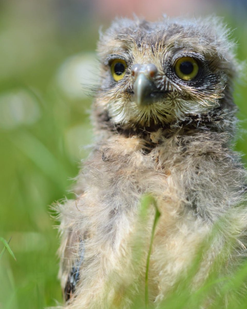 Only two more days until Birdworld's Easter Egg-stravaganza begins! ⏰ ow.ly/tW2n50IwWSC 📷 Ellie, Aviculture Keeper