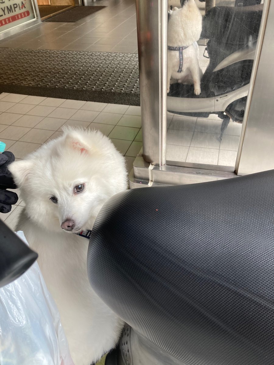 itisfuntoo's tweet photo. FunToo’s view•••little white dog

#Dog https://t.co/ZcQDxNyFwj