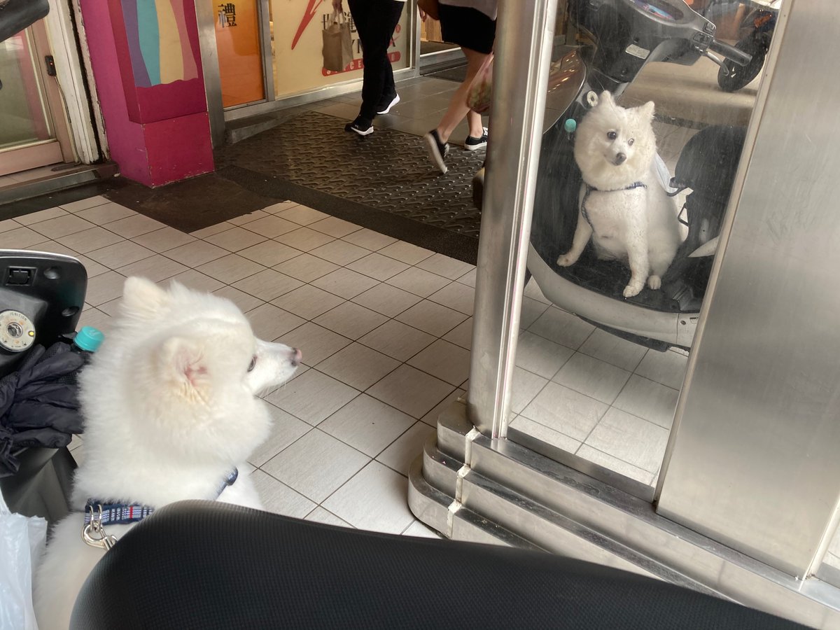 itisfuntoo's tweet photo. FunToo’s view•••little white dog

#Dog https://t.co/ZcQDxNyFwj