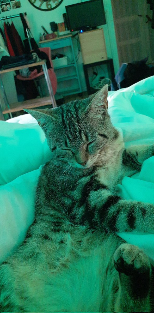 svftManon's tweet photo. Mon petit ange d'amour ✨🕊️
Mon coeur est en miettes 💔 https://t.co/MSARi364GA