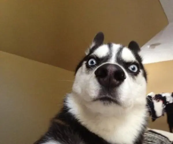 TheBlueDogeDAO's tweet photo. The Blue Doge:"High probability does not prevent uncertain risks.Indeed it is."
#cryptocurrency @cz_binance @elonmusk https://t.co/e1aAQkDjoa