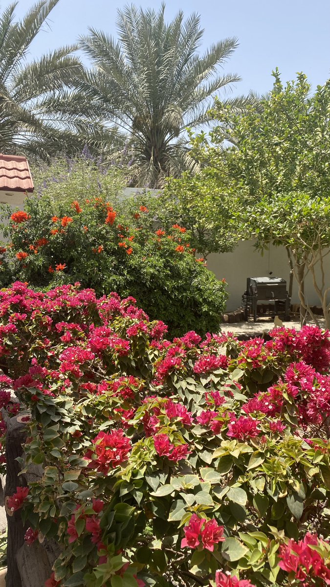 COURT__YARD's tweet photo. #تيكوماريا 

#فصل_الربيع
#Gardening
#Spring_Season https://t.co/RxoaREf0cy