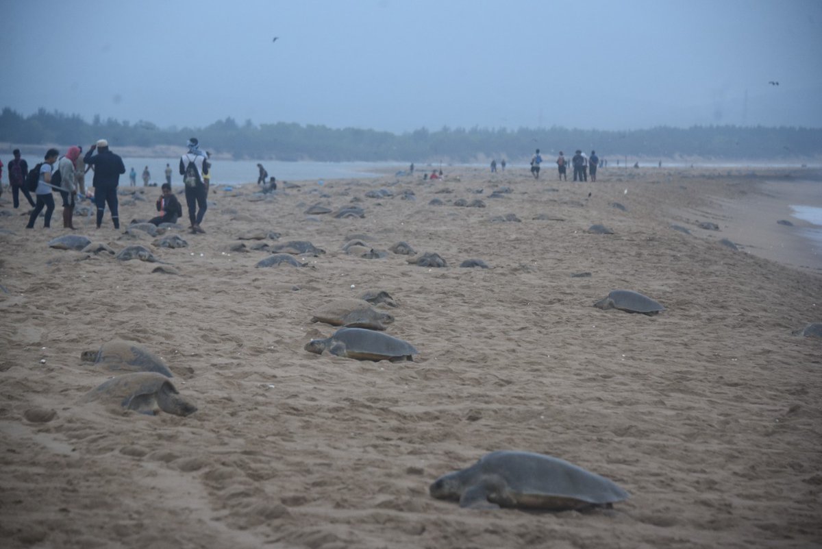#Day5
#arribada of rushikulya #oliveridley sea turtles continues in a vigorous pace ( 30.03.22 afternoon to 31.03.22- 9 am). Total nests= 94,863
Previous 3,29,438+today 94,863
Total till now= 4,24,301
<a href="/CMO_Odisha/">CMO Odisha</a> <a href="/ForestDeptt/">Odisha Forest, Env. and Climate Change Department</a> <a href="/pccfodisha/">PCCF & HoFF Odisha</a> <a href="/PCCFWL_Odisha/">PCCF WL & CWLW, Odisha</a> <a href="/RBerhampur/">RCCF Berhampur</a> <a href="/Ganjam_Admin/">Collector & District Magistrate, Ganjam</a>