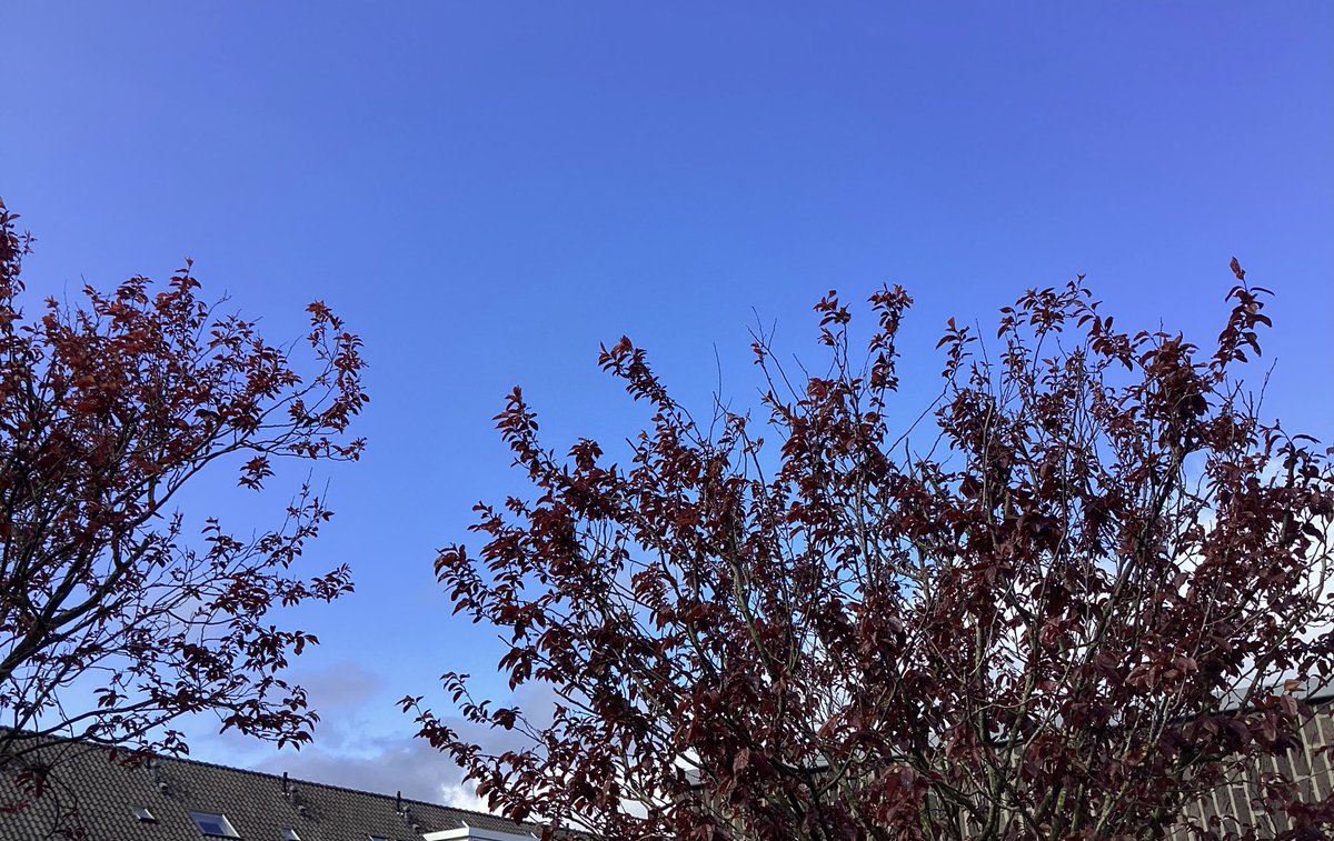 ol2016's tweet image. Hier schijnt het zonnetje 😃 #lansingerland #rotterdam @EdAldus @BuienRadarNL #sneeuw