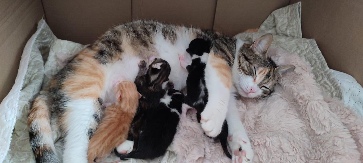 SfHuellas's tweet photo. Bienvenidos a este mundo de locos!!!
Hace una semana una de nuestras compañeras al salir del trabajo encontro a una preciosa gatita muy cariñosa que parecía preñada. No lo dudo, la cogió y se la llevo. Al llegarla al veterinario confirmaron sus sospechas y estaba embarazada. https://t.co/0CO4YdpOWT
