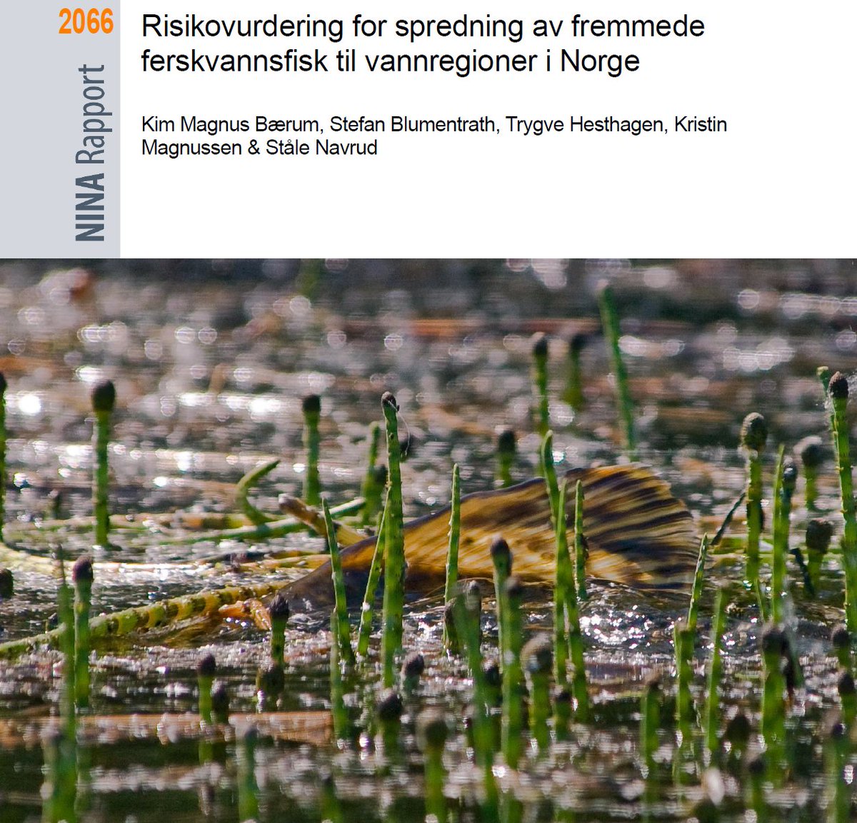 NINAforskning's tweet photo. Ny rapport: Risikovurdering for spredning av fremmede ferskvannsfisk til vannregioner i Norge. #risiko #spredning #samfunnsøkonomi https://t.co/QxqfYCoWqc https://t.co/I3BGIP9hSH
