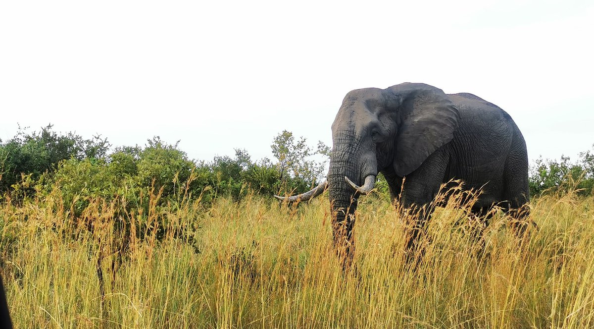DiaryBags's tweet photo. It's #AdventureThursday time!
Pretoriuskop is such a quaint camp it's like you stepping back in time.
Check out our vlog on YouTube π
https://t.co/RCGul4tmLJ
#Travel
#YouTube #wildlifephotography #krugerpark #Pretoriuskop
#traveldestinations
#wildlifelovers
#Safari #Video https://t.co/U46oz6RXkd