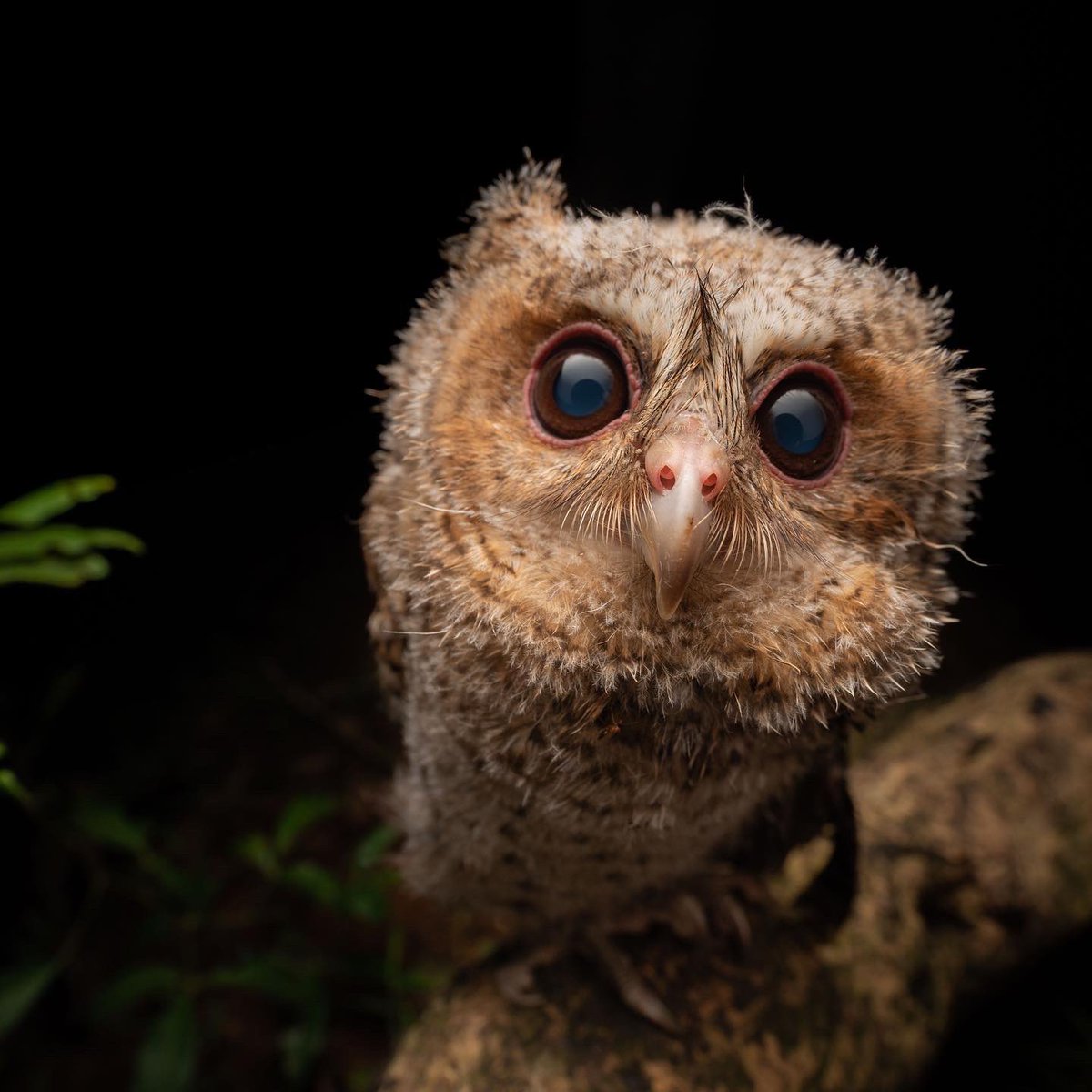 klustout's tweet photo. Marvel at the surprising biodiversity of our beloved #HongKong. 🦉🇭🇰🐍

See "Evenings with Hong Kong’s Wildlife" by Lawrence Hylton at the @fcchk.

Open to the public until April 30, 10a-noon &amp; 3pm-5:30pm daily. 

https://t.co/osXwIIXKbJ https://t.co/YtYYiSxnqg