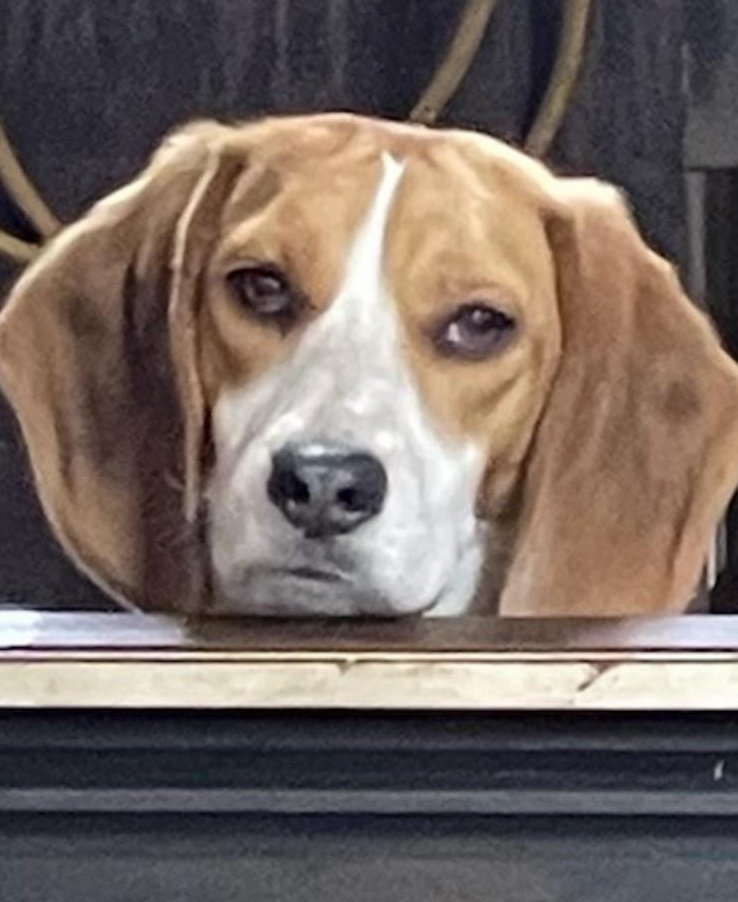 HideSteel's tweet photo. Kimber is not happy her 'Paw' is keeping her from the lower shop where he's working on his car. #beagle #BeaglesofTwitter #pup #1yrold https://t.co/PhsmPztTI8