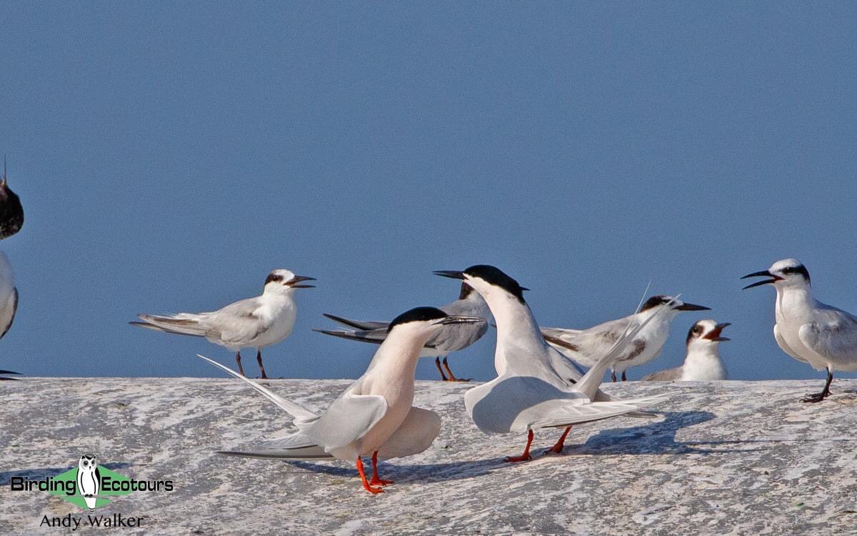 Colours of these Roseate Terns here in Bali, Indonesia. Beautiful. 
#birding #birdwatching #terns #seabirdsaturday #BirdsSeenIn2022 #birds #BirdTwitter #birdphotography