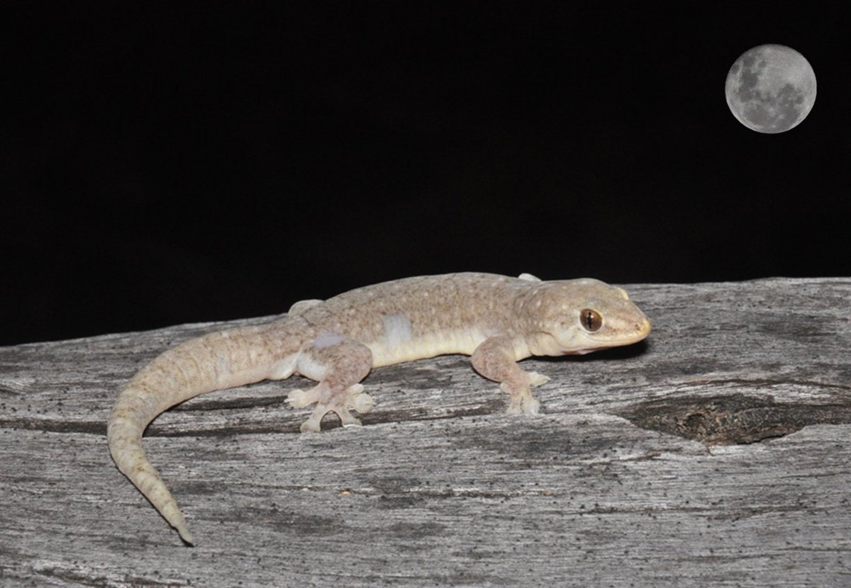 You know that age-old debate about whether a full moon or new moon is better for finding herps? Well check out our recent paper to see what we found! shorturl.at/ehqCH 
@FrontEcolEvol #Moonlight #Gecko #AfraidOfTheDark #BadPhotoshop