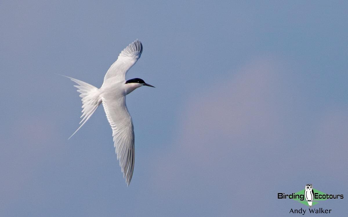 Was thrilled with the views I got of Roseate Terns here in Bali, Indonesia over the weekend. Some pretty active courtship displays going on too. Total stunners. 
#birding #birdwatching #terns #seabirdsaturday #BirdsSeenIn2022 #birds #BirdTwitter #birdphotography