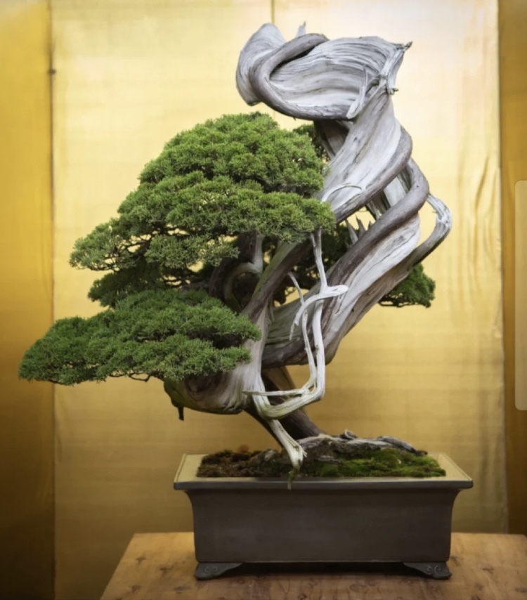 Mia8758's tweet photo. 日本の総理大臣
賞大品真柏、銘:丹頂の舞
とても力強い量感で、目を楽しませてくれます
#ツイ盆展
#大盆栽まつり
#極品真柏
#盆栽
#真柏
#大臣 https://t.co/6Z5PlzzFFf