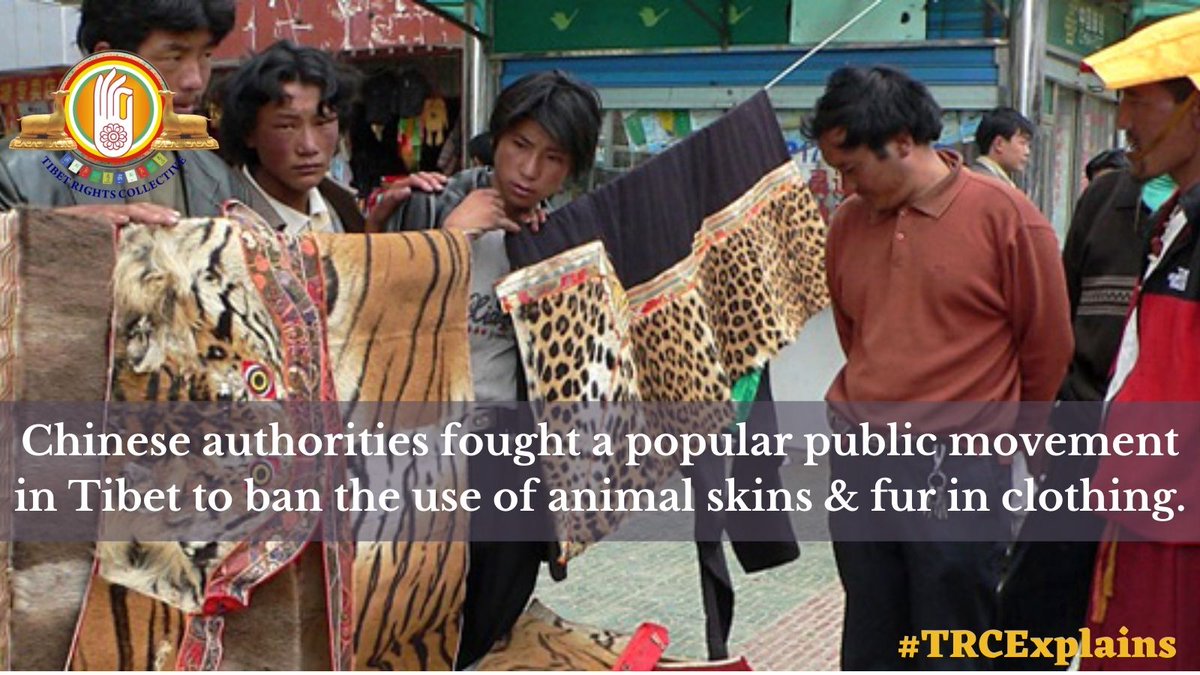 TibetCollective's tweet photo. This movement arose in response to His Holiness the @DalaiLama's 2006 request for #Tibetans in #Tibet to stop wearing animal skins in traditional clothing.
#SaveTibetEnvironment @atlasmovement @Dialogue4F @palden_gyal @WilliamYang120 @frances_hui @ngochechimee @aiww @tkdb10 https://t.co/RtcTEkwALK