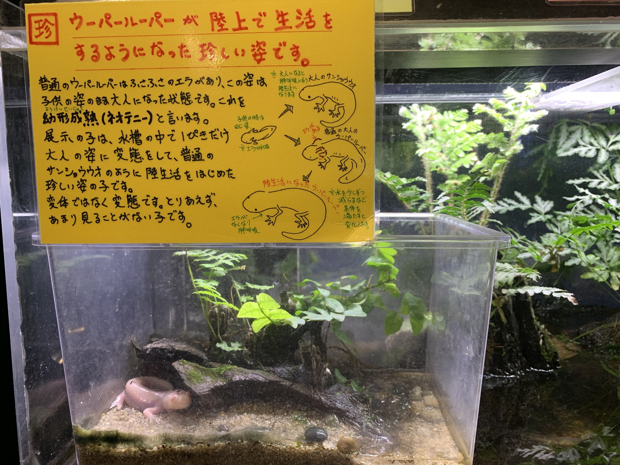 とぉこ Too5904 Twitter