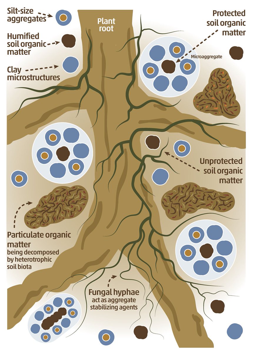 Soil Organic Matter accessibility to soil biota depends on the physical protection that #soil microaggregates provide. #SoilBiodiversity

📚Learn more in "The State of Knowledge of Soil Biodiversity" ⬇️
🍄 Main report: doi.org/10.4060/cb1928…
🍄 Summary: doi.org/10.4060/cb1929…