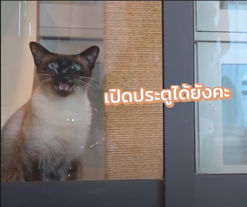 Bonusiie's tweet photo. เปิดตัวมาเป็นสาวอยุธยาหน้าตาซื้อๆ
พอมาอยู่กรุงเทพ..

#โอเพนตัวเองในโอเพนแชท https://t.co/UQViCYWpN0