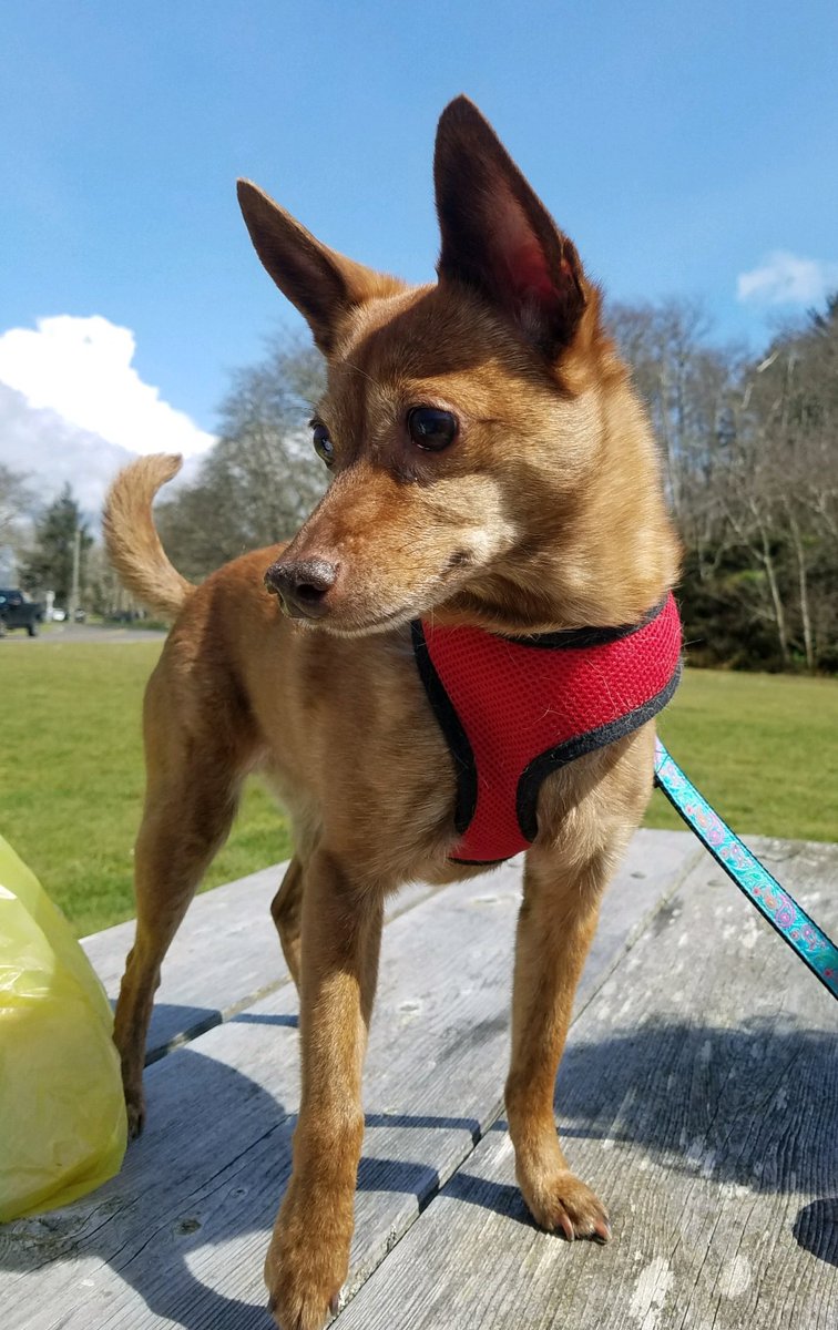 GemmaMouse's tweet image. There used to be a dog friend that lived here. Ms. D says she was brilliant, charming, and loved #TinyAdventures too. I think she looked very beautiful. I’m sorry we never met. Her name was Sasha.