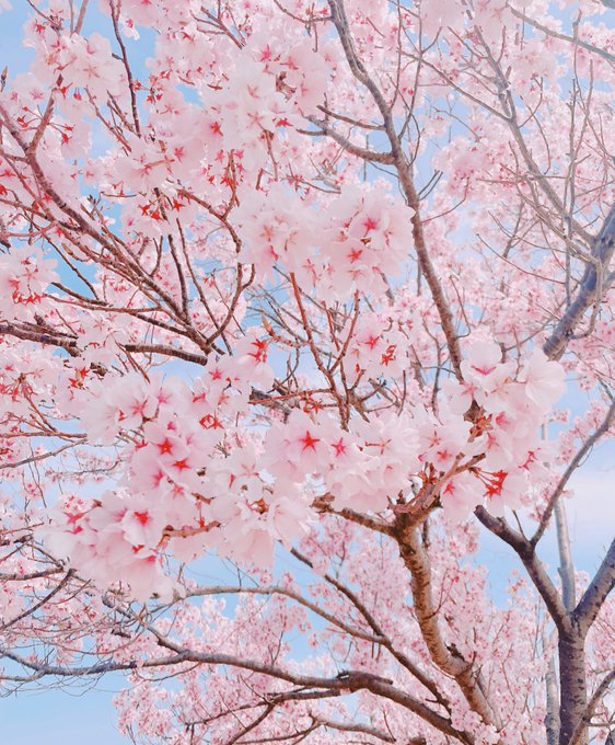 桜綺麗やった🌸 