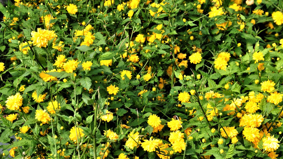 palmsteadmedia's tweet photo. Justifiably deserving of its RHS Award of Garden Merit,  Kerria japonica 'Pleniflora' brightens any garden with its bright yellow flowers and glossy green foliage.
https://t.co/xZUnGxiI1A
https://t.co/DolAYM6Zpm
#Plants #Garden #Deciduous #JapaneseRose #SpringFlowering #Palmstead https://t.co/0k4W7Cq03L