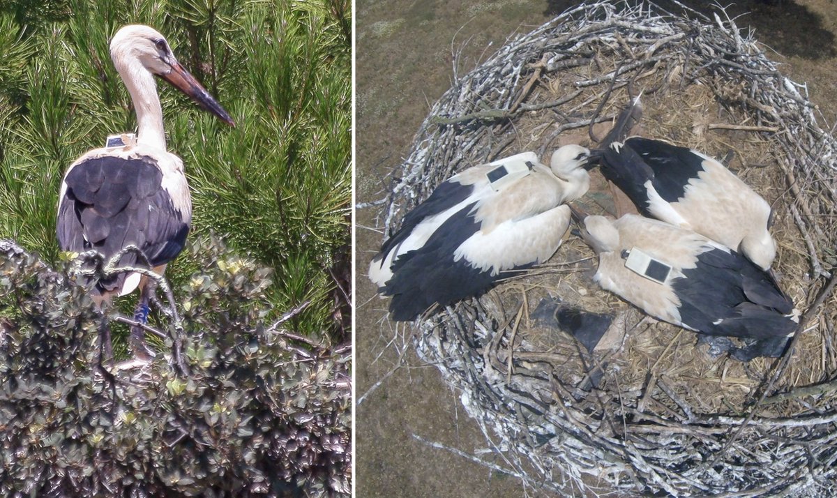 MartaAcacio's tweet image. 🚨New paper!🚨
We quantified the accuracy and precision of GPS tracking devices and found that GPS performance improved in high frequency fix intervals and was not affected by animal deployment

📌journals.plos.org/plosone/articl…

@AldinaFranco @jpcampbellsilva @plectrophenax #NEXUSS