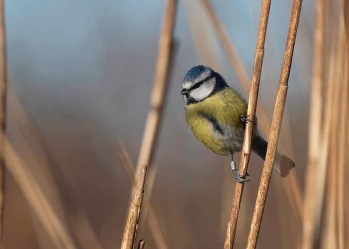 WTSWW's tweet photo. Looking for a WILD spring getaway? 🦉🌳🦌🌱🦦🐣
#OakTreeCottage #Birdwatching #TeifiMarshes #NatureReserve #Wildlife #Pembrokeshire
#Selfcatering #WildlifeTrust 

 Check out our #OakTreeCottage availability &amp; prices👇🏼
https://t.co/T5sF6N7D4N

📷 Colin Dalton 👏 https://t.co/FHKnLgNcdh