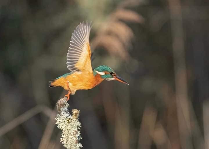 WTSWW's tweet photo. Looking for a WILD spring getaway? 🦉🌳🦌🌱🦦🐣
#OakTreeCottage #Birdwatching #TeifiMarshes #NatureReserve #Wildlife #Pembrokeshire
#Selfcatering #WildlifeTrust 

 Check out our #OakTreeCottage availability &amp; prices👇🏼
https://t.co/T5sF6N7D4N

📷 Colin Dalton 👏 https://t.co/FHKnLgNcdh