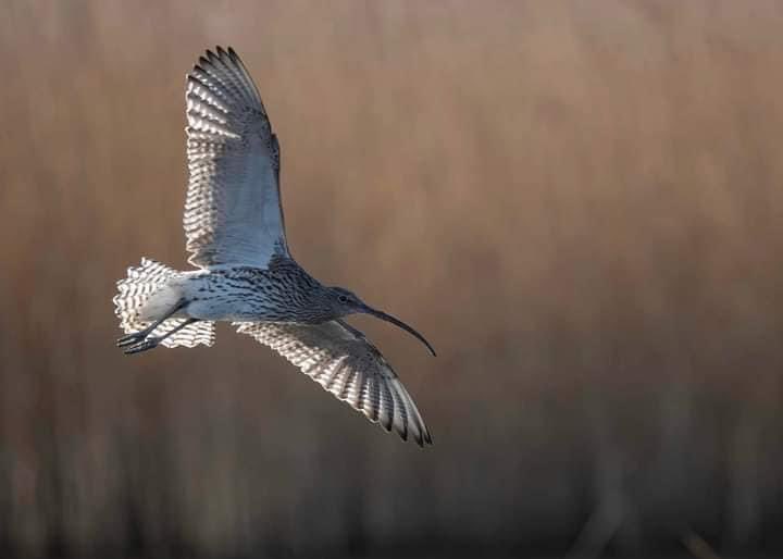 WTSWW's tweet photo. Looking for a WILD spring getaway? 🦉🌳🦌🌱🦦🐣
#OakTreeCottage #Birdwatching #TeifiMarshes #NatureReserve #Wildlife #Pembrokeshire
#Selfcatering #WildlifeTrust 

 Check out our #OakTreeCottage availability &amp; prices👇🏼
https://t.co/T5sF6N7D4N

📷 Colin Dalton 👏 https://t.co/FHKnLgNcdh