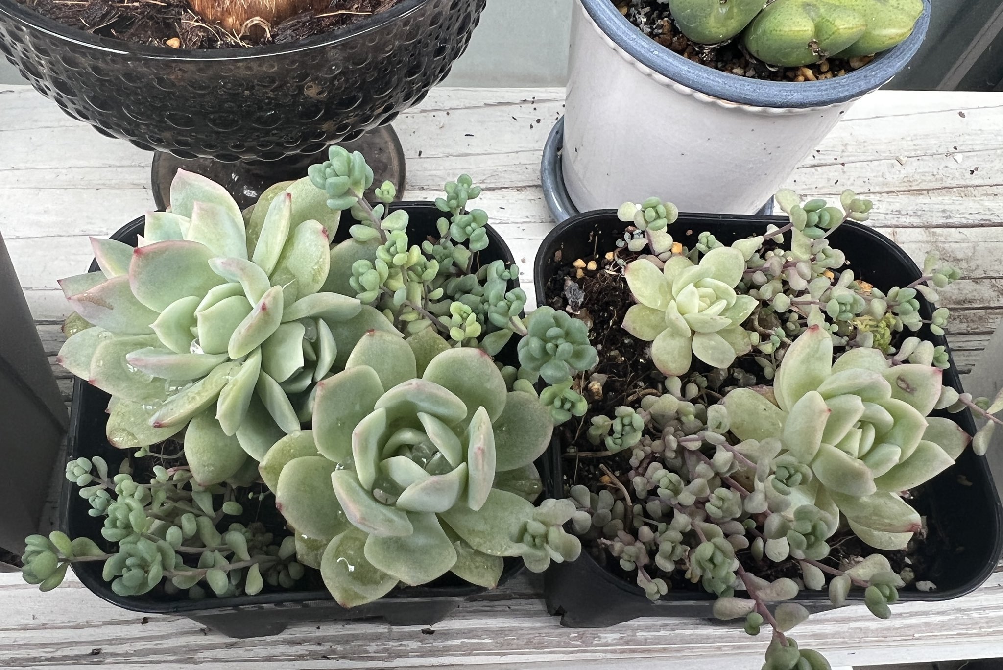 Kobi くまパン園芸 あまつゆか 100均の多肉植物の土比べ キャンドゥとセリア編 去年 植え付けてから 一冬越しました 現在の様子デス 左がセリア 右がキャンドゥ 100均 多肉植物 土 Kobi T Co Vunvnyqyyt Twitter