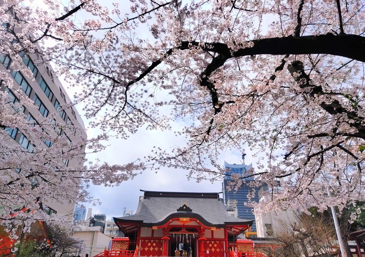 花園神社でお花見 北川みゆき単行本発売中 どうしようもない僕と 今宵もお待ちしております のイラスト 花園神社でお花見 北川みゆき単行本発売中 どうしようもない僕と 今宵もお待ちしております のイラスト