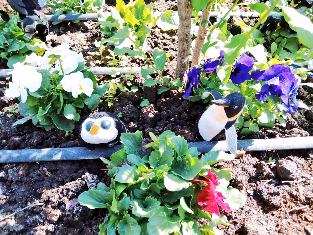 SrNessie's tweet photo. #Flores #Pingüino #SmallBrother #Jardín #Tierra https://t.co/jDyMxfJYlE