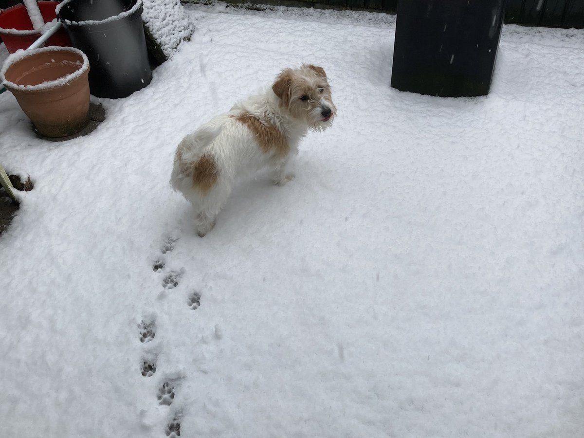 Bizar eergisteren nog “zomer” en nu  #sneeuw  op de Veluwe. #gardereren #codegeel