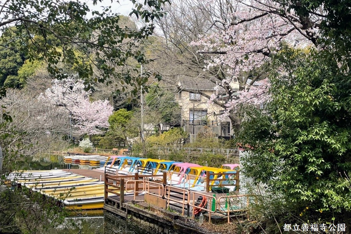 ariel1162km | 【京都の思い出・春🌸】 桂川公園 濃い桜と薄い桜