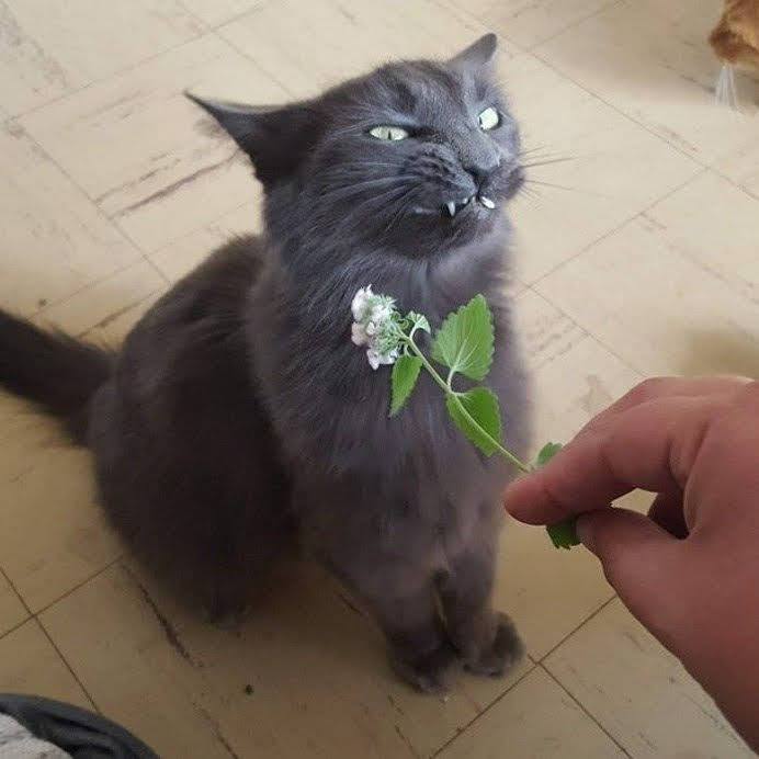 cute_cats_funny's tweet photo. #cats  do owls eat https://t.co/bS9W9EZ07Q