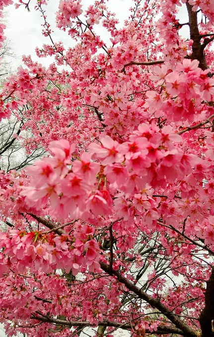 地元の緑センターの大温室が今日で終わってしまうので病院帰りによってきました～桜も見れて良かったです 
