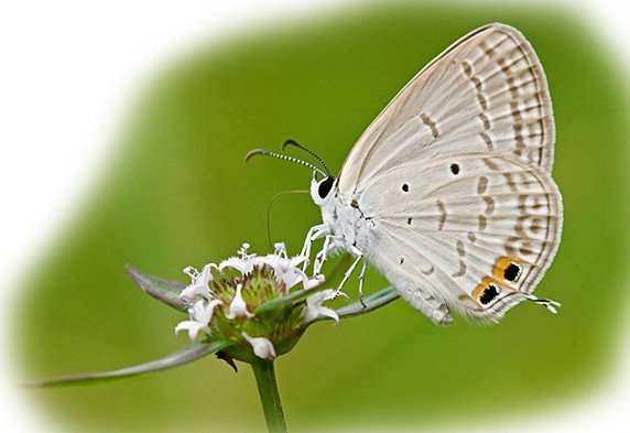 barnawaparaws's tweet photo. The Gram Blue (Euchrysops cnejus) was a small butterfly found in India that belongs to the Lycaenids or Blues family. Commonly foud at barnawapara.

Hashtags :
#butterfly #thegramblue #euchrysopscnejus #cgtourism #wildlifesanctuary #nationalpark #cggovt #bhupeshbaghel #mdakbar https://t.co/WHCn9vcTqM