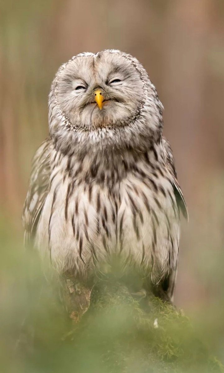 mayu94340900's tweet photo. Owl/Smile…🦉🎶☺️
💚🎈💚🎈💚🎈 https://t.co/j7BrnwIa59