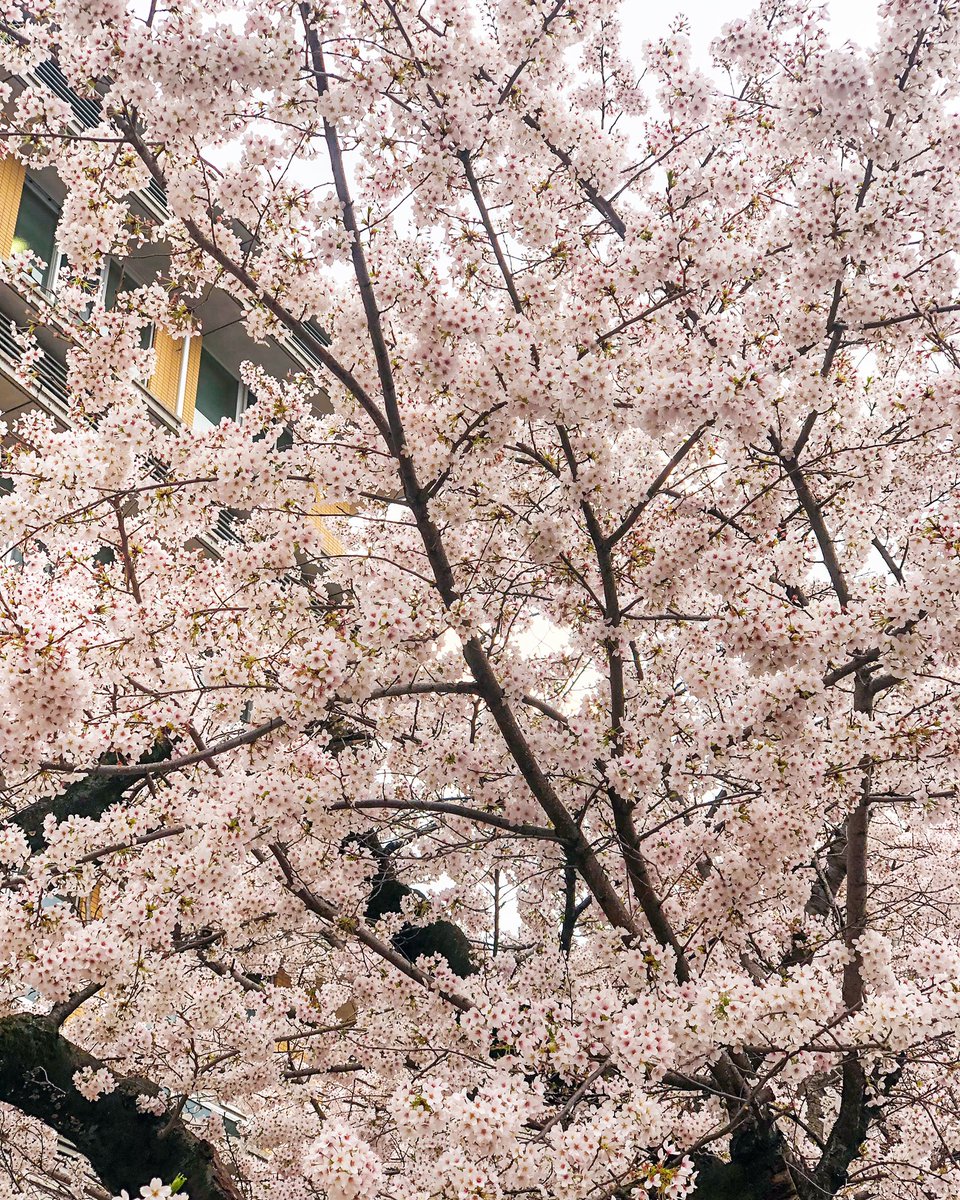 arvinhomaaya's tweet photo. 🌸🌸🌸
#桜
#春だね
#cherryblossom
#springintokyo https://t.co/ByktyxfXjO