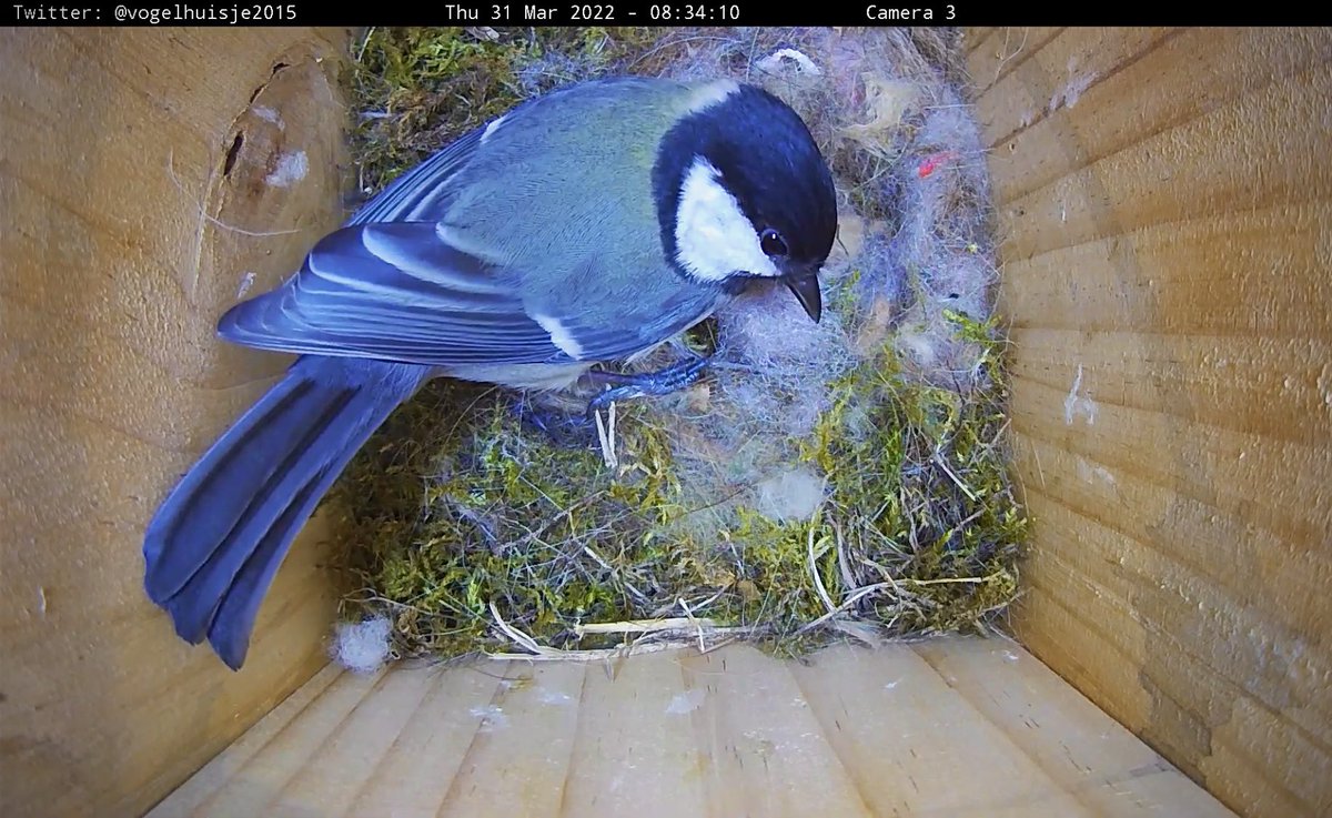 Vogelhuisje2015's tweet photo. Sorry hoor. Maar onze huisbaas is gestoord aan het worden. Nu heeft hij ineens verlichting opgehangen in onze kamer. Tussen 8:00 en 18:00 zitten we vol in het licht en zijn we nog scherper en kleurrijker in beeld. #enziejealmnrimpels #diegastspoortniet #linkindebio https://t.co/UWHvS6ibRH
