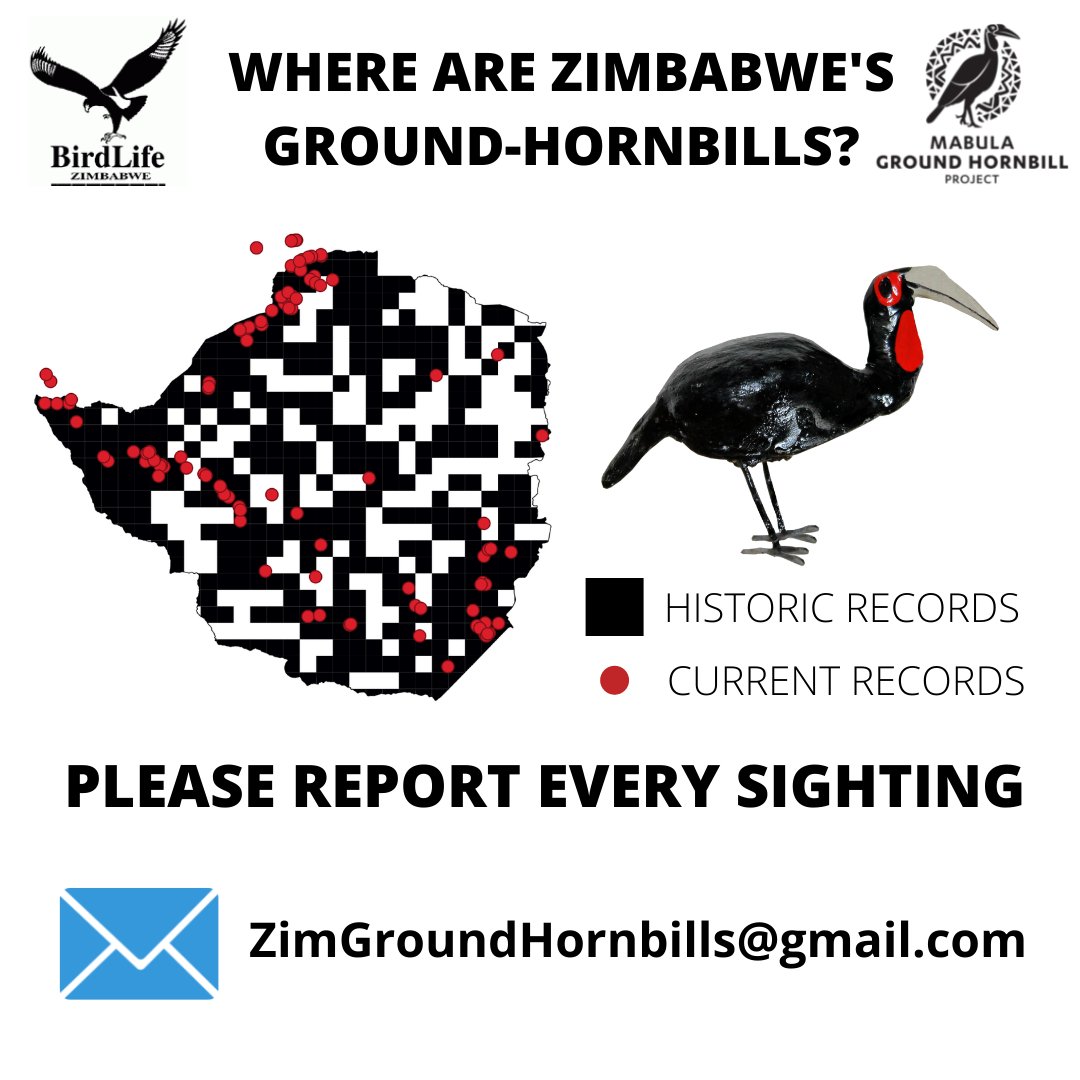 ground_hornbill's tweet photo. Please share this with any of your Zimbabwean contacts - we and the Zim ground-hornbill Task Team led by BirdLife Zimbabwe are going big on assessing the Zimbabwean ground-hornbill population so need as many eyes on the ground as possible. https://t.co/01zAuZxinl