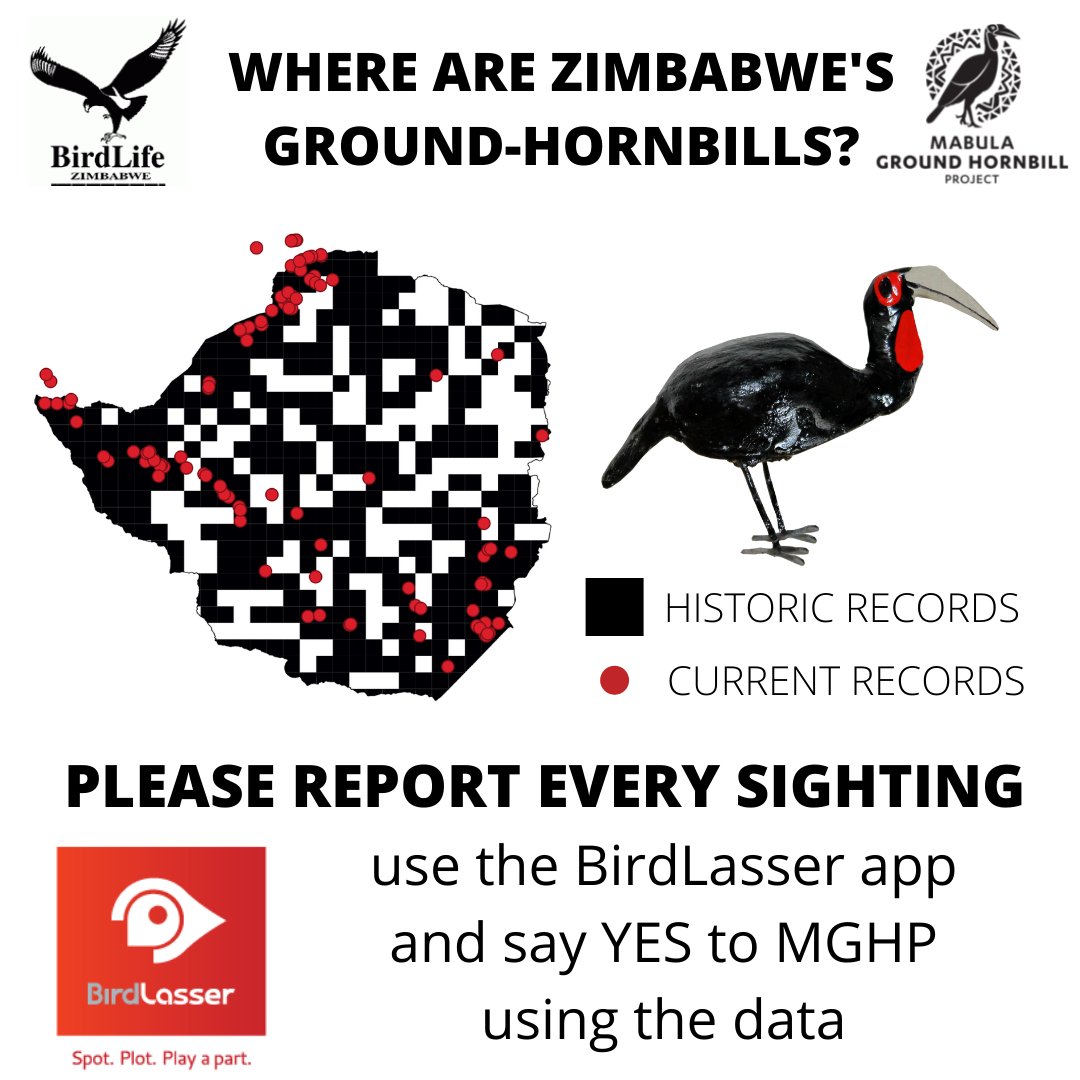 ground_hornbill's tweet photo. Please share this with any of your Zimbabwean contacts - we and the Zim ground-hornbill Task Team led by BirdLife Zimbabwe are going big on assessing the Zimbabwean ground-hornbill population so need as many eyes on the ground as possible. https://t.co/01zAuZxinl
