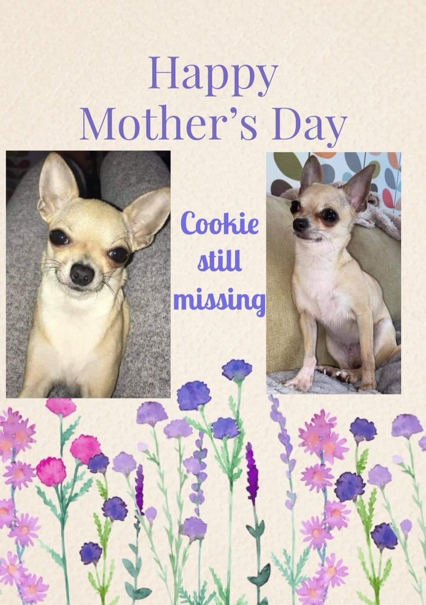 FindFlossie's tweet photo. COOKIE still #missing since her disappearance 8 months ago from #SouthShields #NE33 Her #MothersDay wish is to go home to her mum #FindCookie
Contact 07469870583 or 07539398694 with any information in strictest confidence #dog #Chihuahua #dogsoftwitter https://t.co/AxwJQDvGJc https://t.co/GXfpV1qIvr