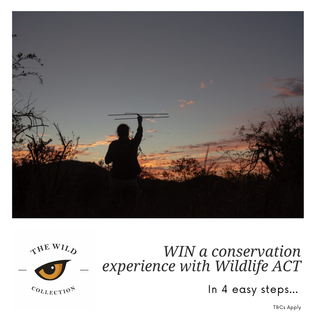 WildCollection_'s tweet image. Win A REAL CONSERVATION EXPERIENCE with @wildlifeact 

In celebration of the launch of @WildCollection_, @wildlifeact is giving away a 2 nights stay at 1 of their Wildlife Volunteer Projects in Zululand, KZN.

ENTER
Insta: tinyurl.com/2fnvtp4j
Facebook tinyurl.com/2p8sp5uh