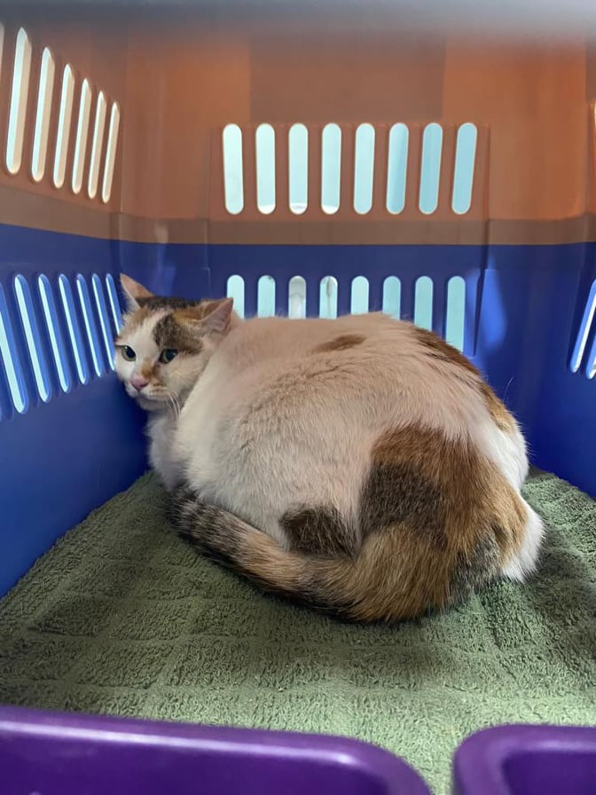SusansOpine's tweet photo. Poor little Meu escaped the #Taliban a beloved companion of a family of medical professionals who sought refuge in #Ireland, now thwarted by @agriculture_ie claiming this puffball of trauma relieving love is somehow a 'commercial' animal. How can that be? Save Meu! #CatsOfTwitter https://t.co/F08LAbpNhq