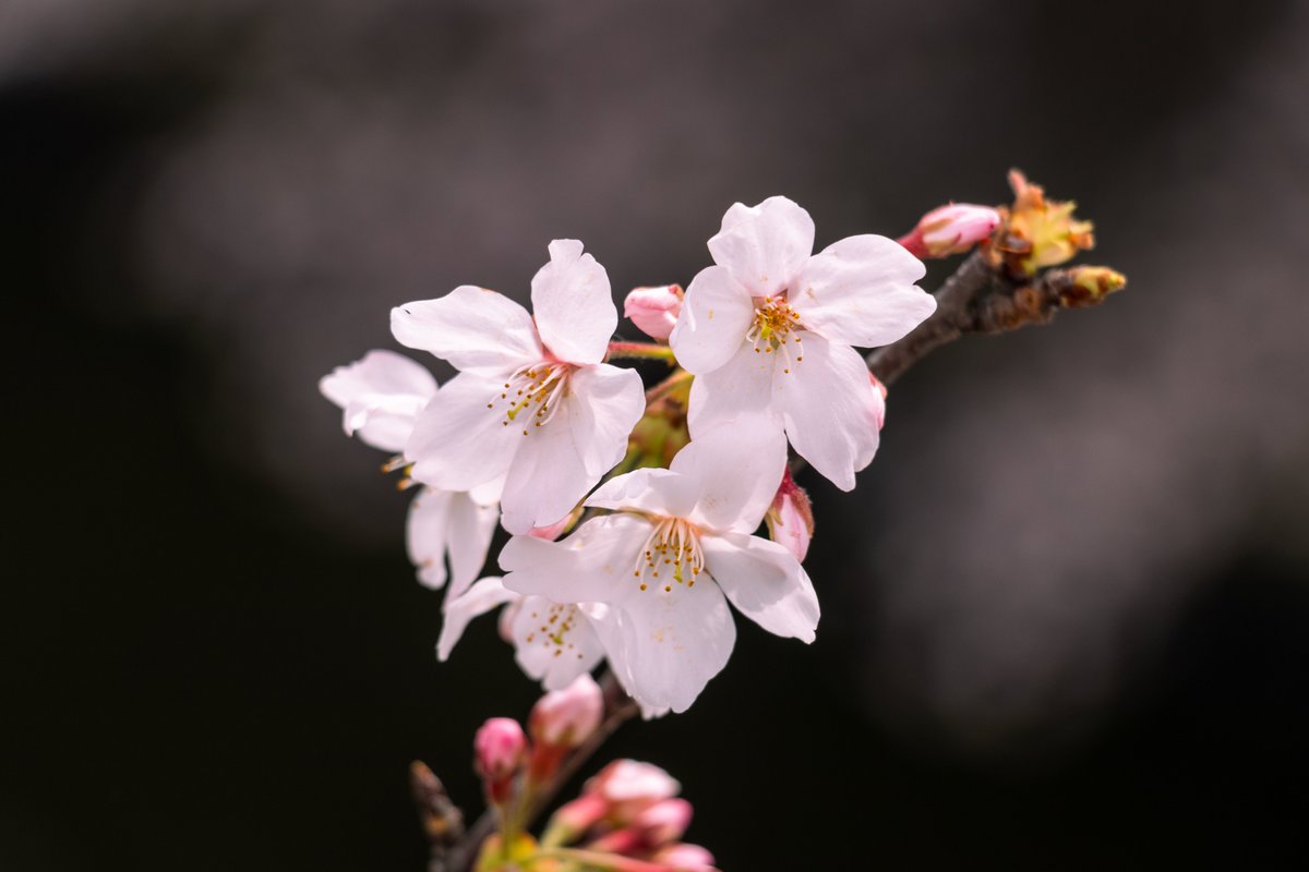le3d_cg's tweet photo. QOLの高い休日 https://t.co/5zbqIP8QpQ